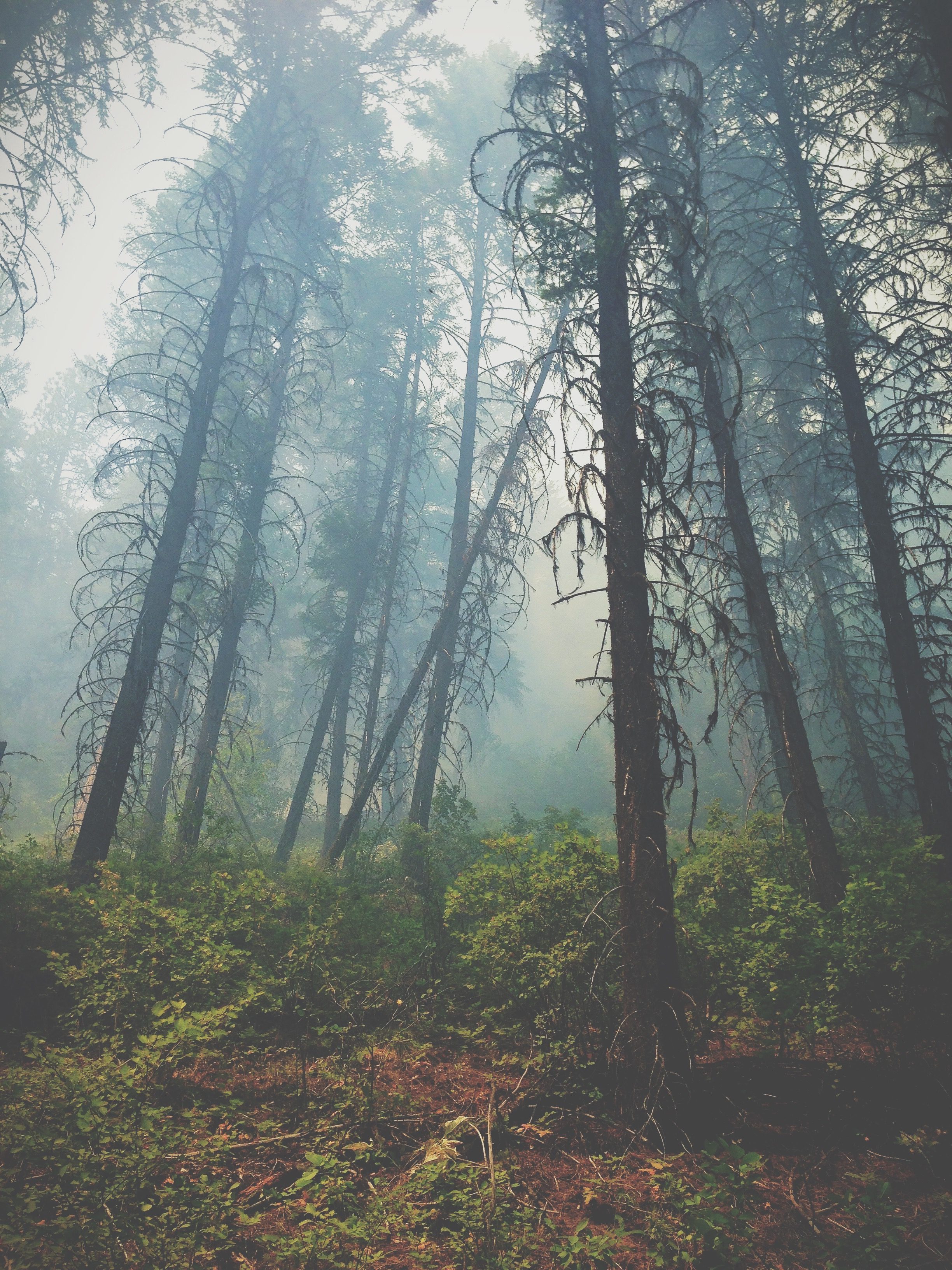 Smoke in the trees from wildland fire taken by ExpertVoice Expert Gregg Boydston