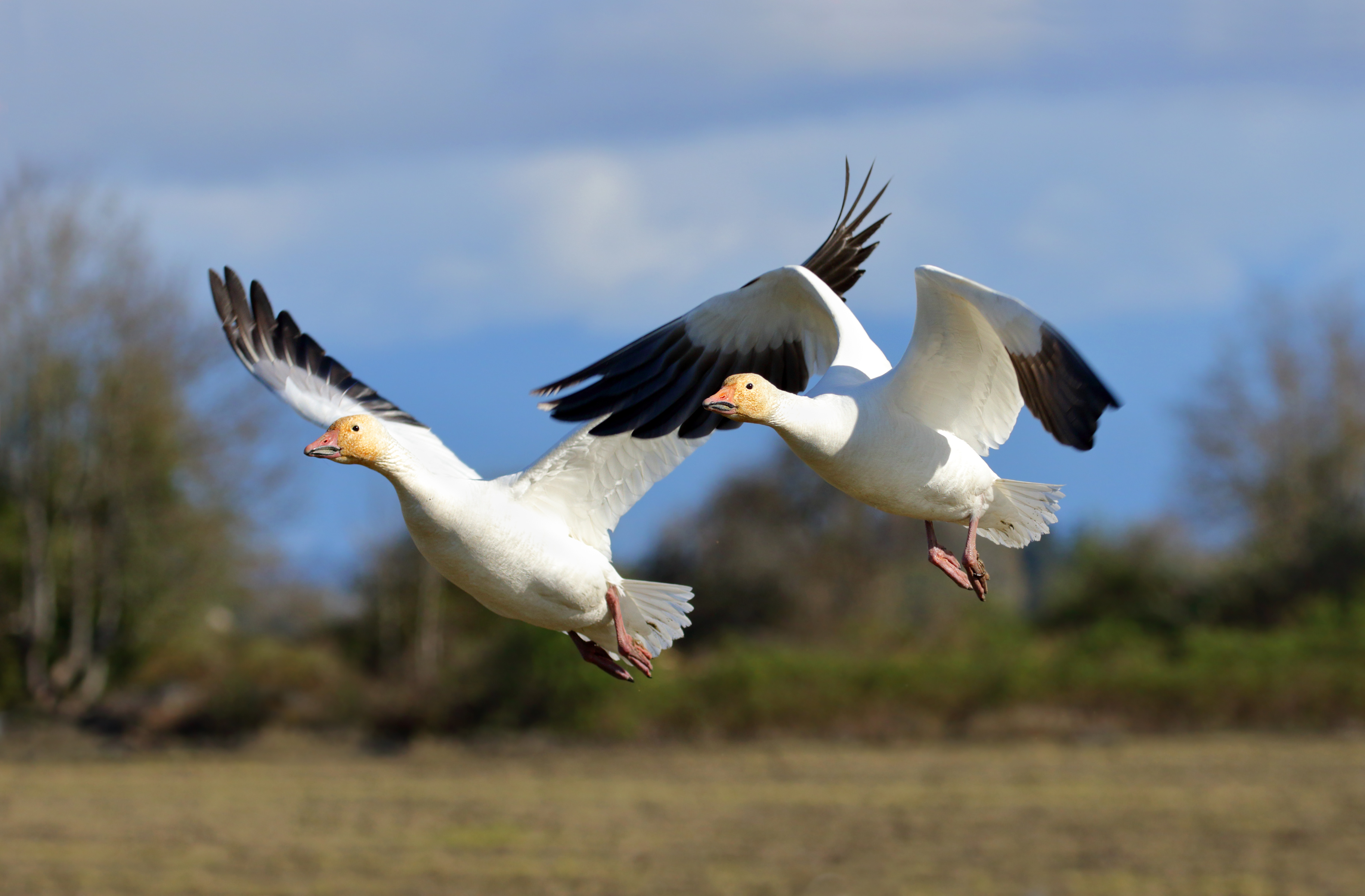 Top 5 hunts - Snow geese