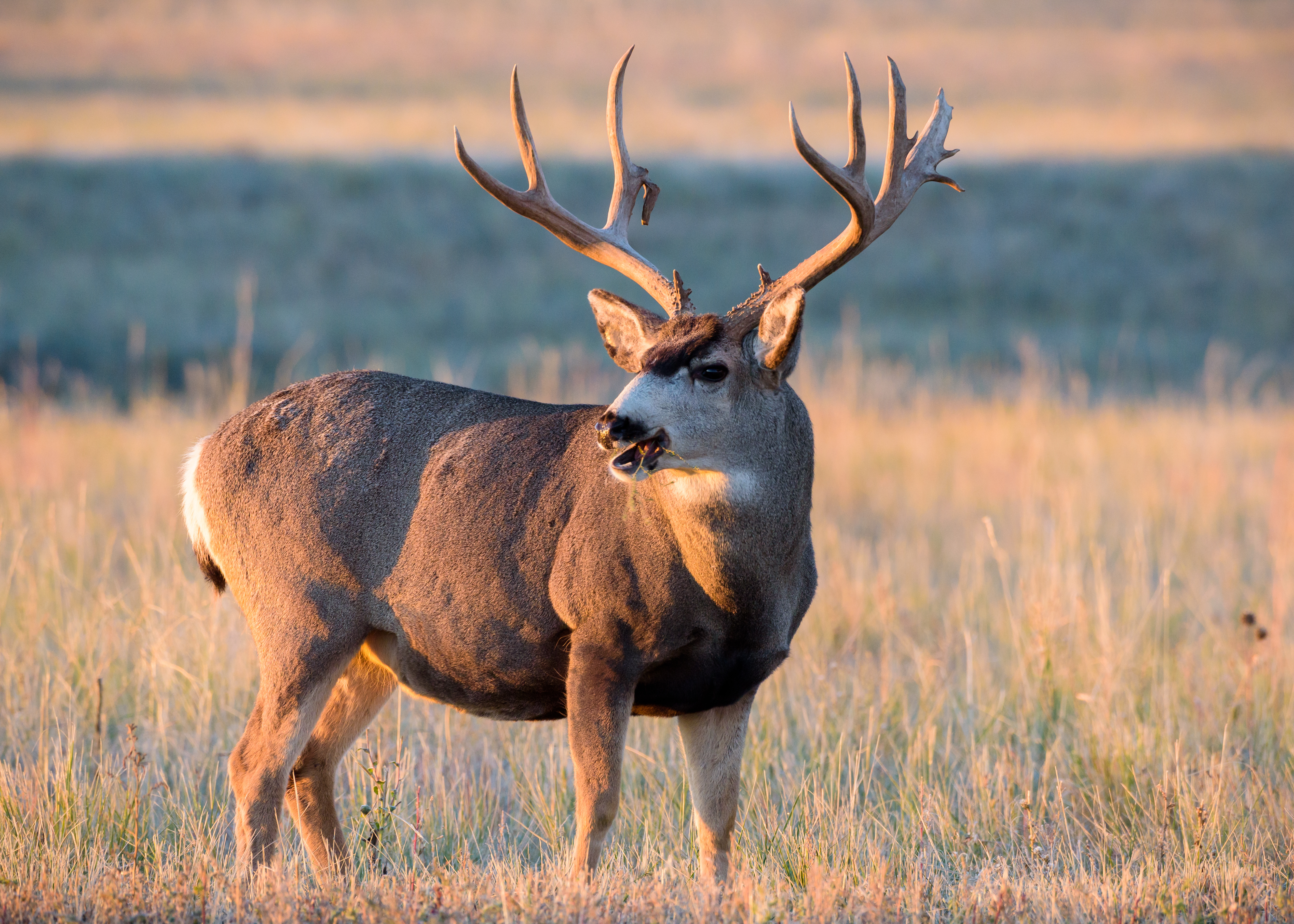 Top 5 hunts - Mule deer