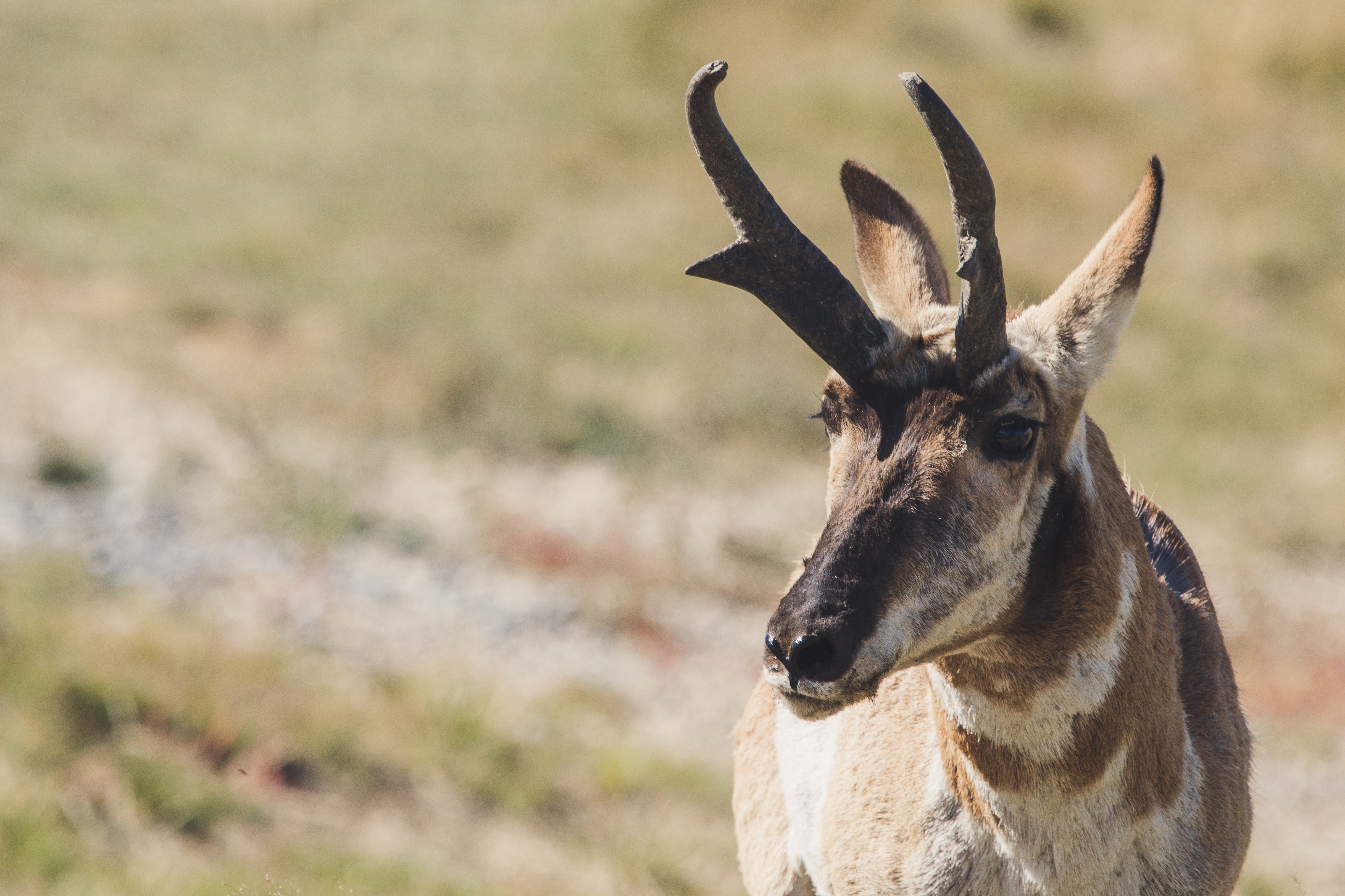 Top 5 hunts - Pronghorn Antelope