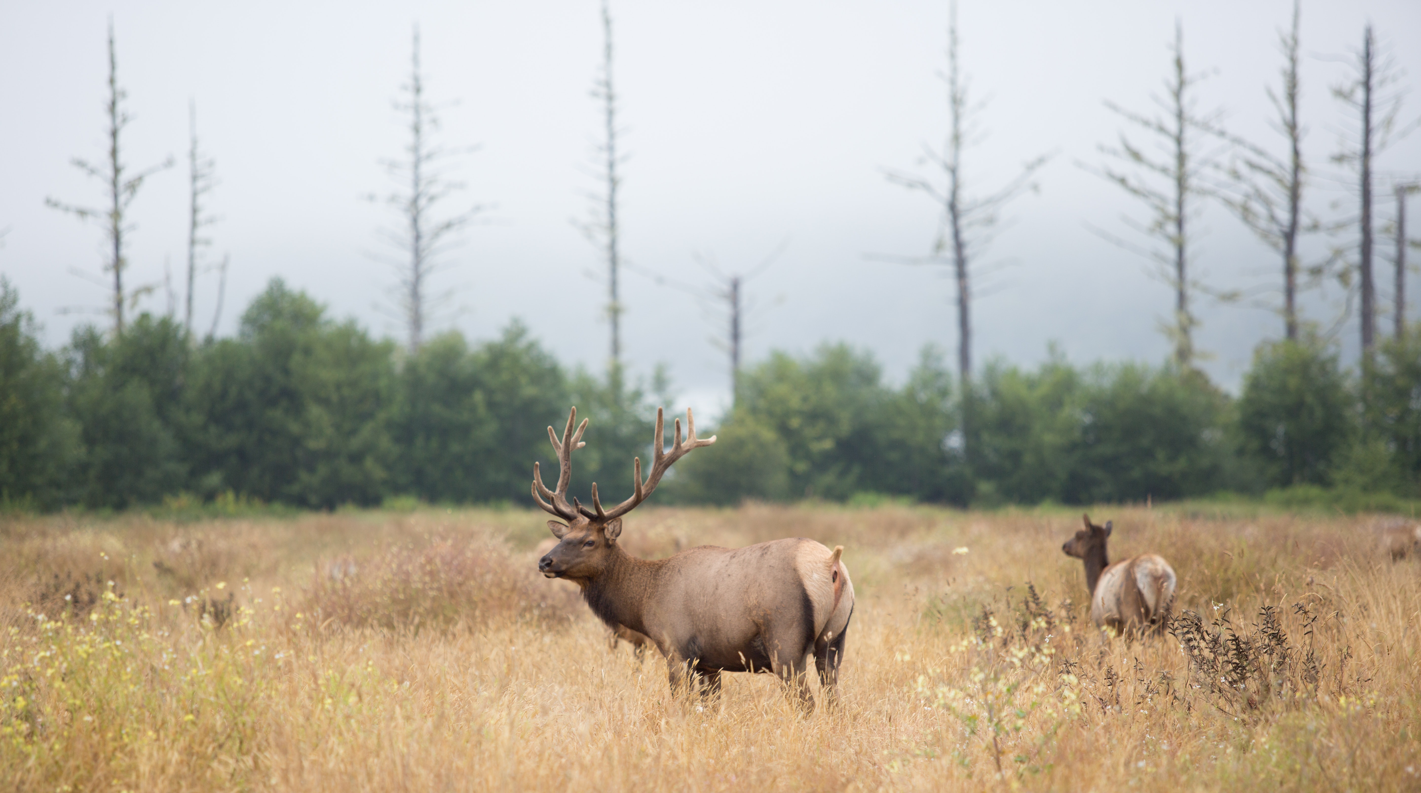 Top 5 hunts - Elk