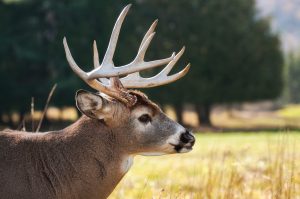 Top 5 hunts - Mule deer